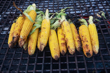 The cobs of yellow corn on the grill
