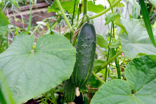 Juicy fresh cucumber on a background of leaves.