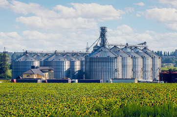 Grain elevator for processing and storage of grain is located in the sunflower field - obrazy, fototapety, plakaty