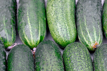 Fresh green cucumbers as a background