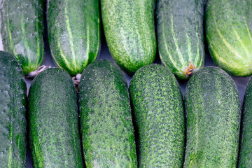 Fresh green cucumbers as a background
