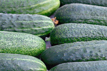 Fresh green cucumbers as a background