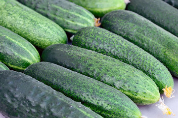 Fresh green cucumbers as a background
