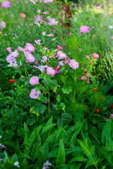 Kolorowe , polne kwiaty na łące w okresie letnim © Bea