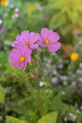 Kolorowe , polne kwiaty na łące w okresie letnim © Bea