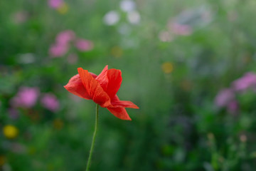 Fototapeta premium Red poppy flower with copy space. red poppy isolated on a green background of a meadow