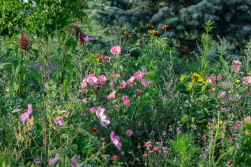 Kolorowe , polne kwiaty na łące w okresie letnim