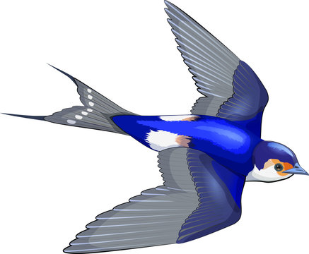 recommend clip art: Fling little swallow in the sky