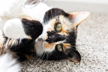 Black, Orange, and White Short Hair Calico Cat, Tortoise Shell Kitty on Ground