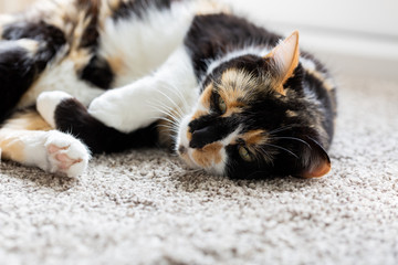Black, Orange, and White Short Hair Calico Cat, Tortoise Shell Kitty on Ground
