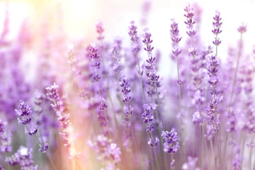 Poster Soft focus on lavender flower, lavender flowers lit by sunlight © PhotoIris2021