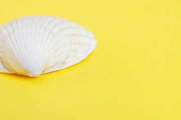 Light seashell on a yellow background symbolizing the sand on the beach. Travel and tourism related items. Close-up. Shallow depth of field. Copyspace. Macro