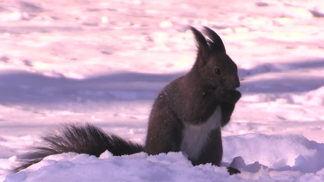 Close up of squirrel in snow,  Hokkaido,  Hato,  Otoshacho