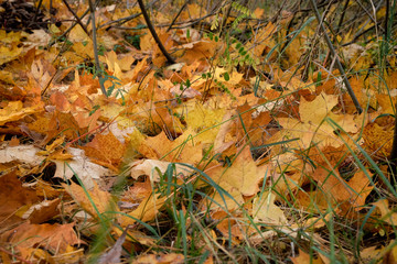 Yellow and green maple leaves background. Autumn leaves on the sun. City autumn park. September, October, November.