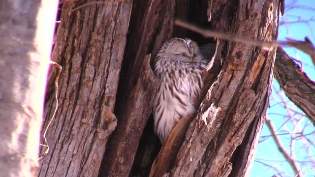 View of owl in tree trunk,  Hokkaido,  Hato,  Otoshacho