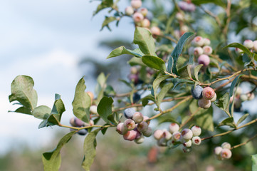 The closeup of the blueberry tree branch with the unripe berries on it over the blue sky