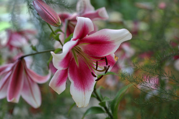 Obraz premium Lily. Beautiful flowering bright summer flower of the Liliaceae family