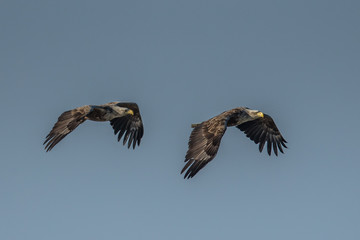 adler