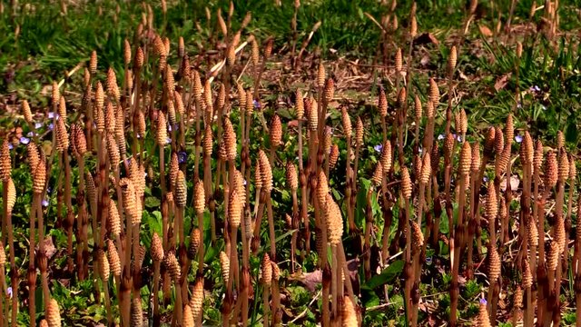 Japanese horsetail plants,  Japan