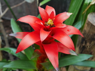 fleur exotique rouge