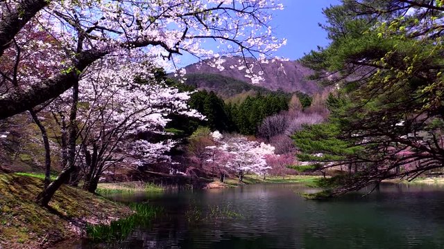 Cherry blossom in Handayama Natural Park,  Fukushima Prefecture,  Japan