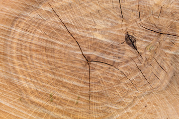 Brownish Cracked Cut Wood Texture