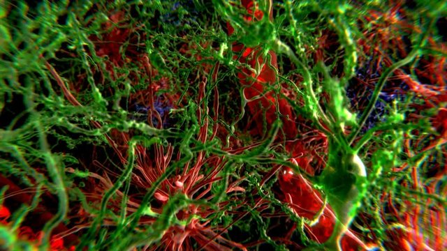 Brain cells, neurons(green), astrocytes (red) and microglia cells (blue)