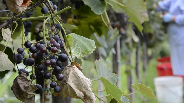 Vendemmia ft3109_0239 Vindima