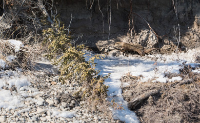 River otter in the wild