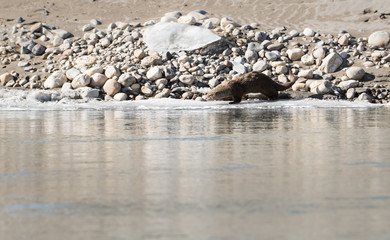 Obraz premium River otter in the wild