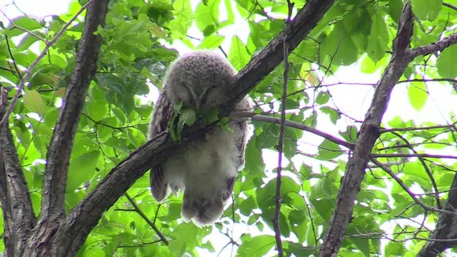 Ural owl on tree branch, Mitaka, Hokkaido, Japan