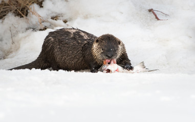 Obraz premium River otter in the wild