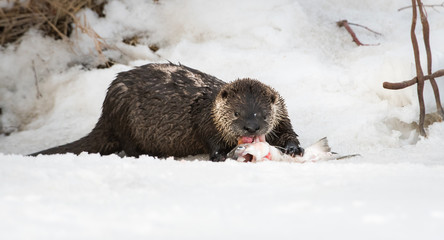 River otter in the wild