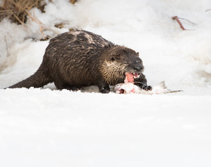 River otter in the wild