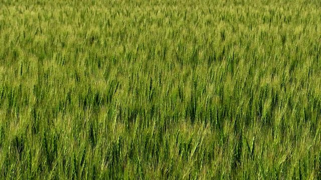 Wheat field, Kutchan, Hokkaido, Japan