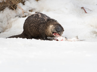 River otter in the wild