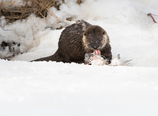 River otter in the wild