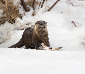 River otter in the wild