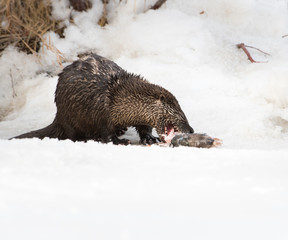 River otter in the wild