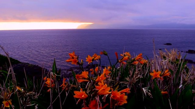 Seascape and Amur Daylily blooming in Suttsu Bay at sunrise, Japan