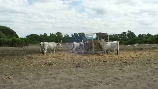 Maremmana breed cattle in tuscany farm