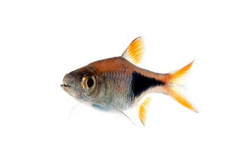 Fototapeta premium ラスボラ