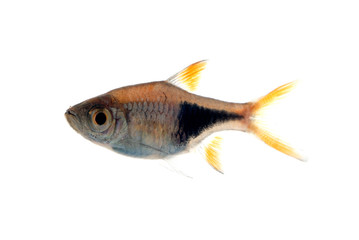 Obraz premium ラスボラヘテロモルファ