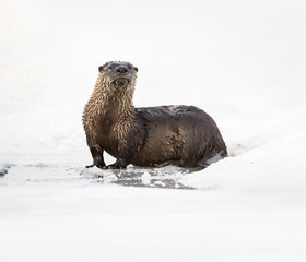 River otter in the wild