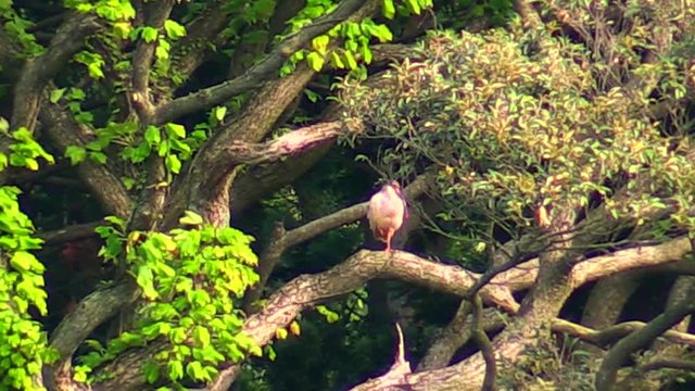 Toki Crested Ibis perching on tree branch