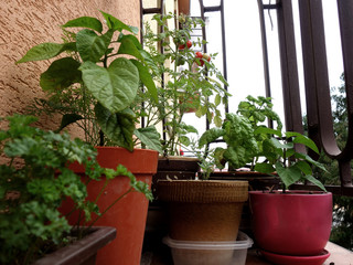 Vegetables grown on the balcony