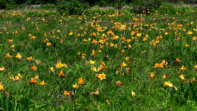 Amur Daylily swaying in wind