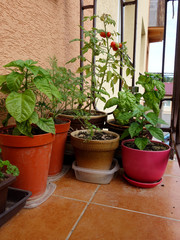 Fototapeta na wymiar Vegetables grown on the balcony