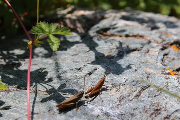 grasshopper on rock