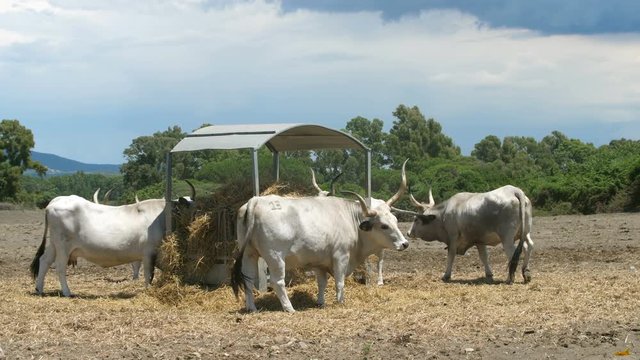Maremmana breed cattles Bos Primigenius